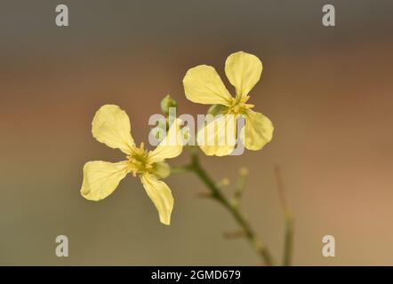 Seeradisch - Raphanus raphanistrum ssp. maritima Stockfoto