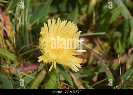 Hottentot-Feige - Carpobrotus edulis Stockfoto