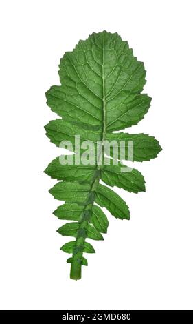 Seeradisch - Raphanus raphanistrum ssp. Maritimum Stockfoto