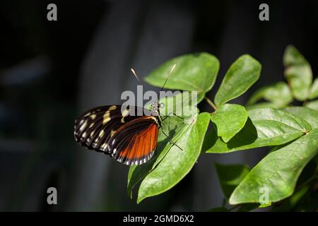 Schöner farbenfroher tropischer Schmetterling namens Heliconius hecale | Tiger Longwing | Goldener Longwing, der auf grünen Blättern in Konya tropischem Butterf steht Stockfoto