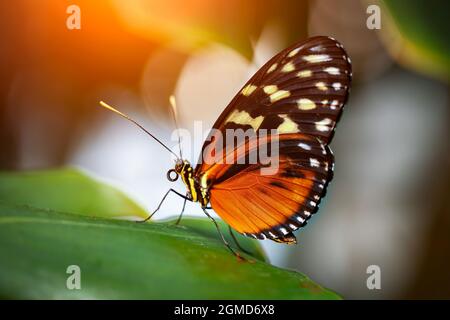 Schöner farbenfroher tropischer Schmetterling namens Heliconius hecale | Tiger Longwing | Goldener Longwing, der auf grünen Blättern in Konya tropischem Butterf steht Stockfoto