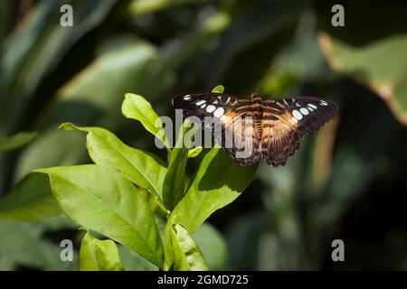 Schöner brauner Schmetterling namens Parthenos sylvia | Clipper aus der Familie der Nymphalidae, der auf grünen Blättern im tropischen Schmetterlingsgarten von Konya steht Stockfoto