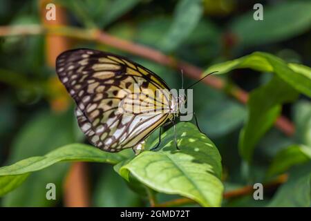 Schöner tropıical Schmetterling genannt große Baumnymphe | Paper Kite | Idee leuconoe auf grünen Blättern in Konya tropischen Schmetterlingsgarten stehen Stockfoto