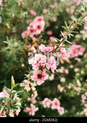 Nahaufnahme von rosa manuka-Blüten auf einem Strauch Stockfoto