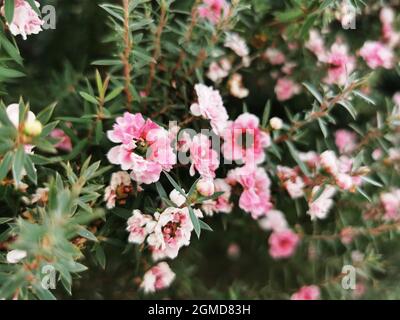 Nahaufnahme von rosa manuka-Blüten auf einem Strauch Stockfoto