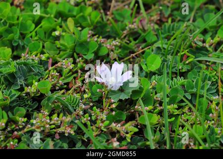 Weißer Moschus Malbe wächst auf dem Feld Stockfoto