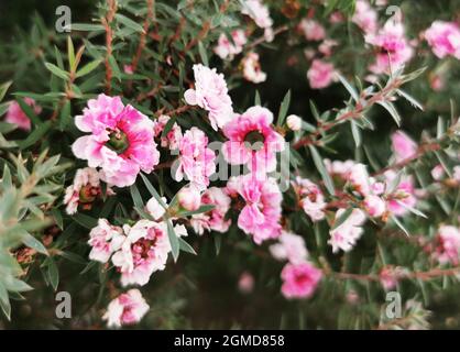 Nahaufnahme von rosa manuka-Blüten auf einem Strauch Stockfoto