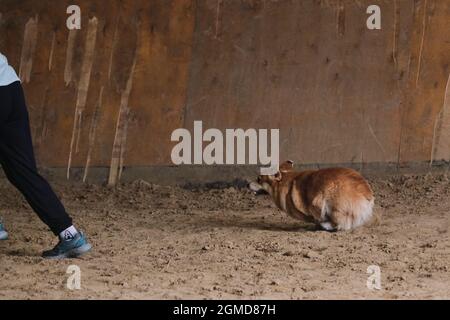 Agility-Wettbewerbe, Sport mit Hund. Welsh Corgi Pembroke rot Farbe läuft mit seiner Herrin bei Wettbewerben. Zukünftiger Sieger und Champion. Stockfoto