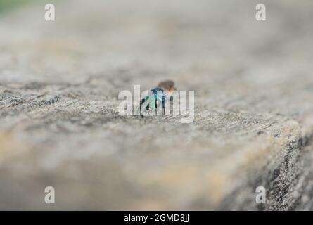 Rubinschwanz-Wespe (Chrysis sp.) Stockfoto