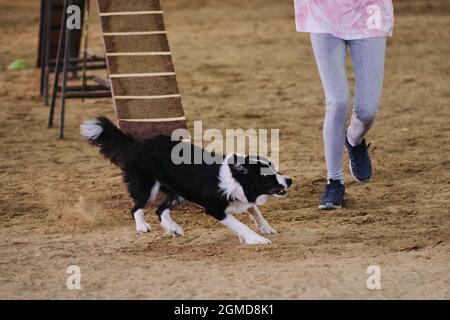 Agility-Wettbewerbe, Sport mit Hund. Schwarz-weiß Border Collie läuft mit seinem Besitzer bei Wettbewerben. Der zukünftige Sieger und Champion. Stockfoto