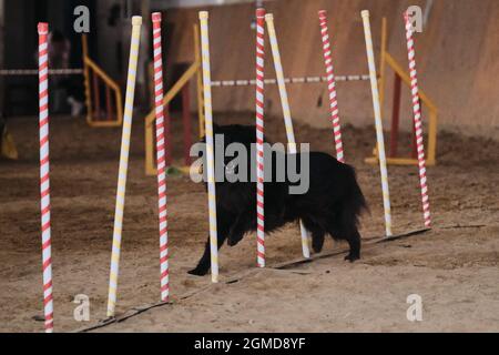 Agility-Wettbewerbe, Sport mit Hund. Zukünftiger Sieger und Champion. Schwarz langhaarige Grunendahl überwindet Slalom mit mehreren vertikalen Sticks kleben Stockfoto