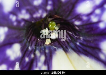 Stempel und Staubgefäße der Petunienblume, Makrofoto. Das Zentrum der lila Blume, weicher Fokus. Stockfoto