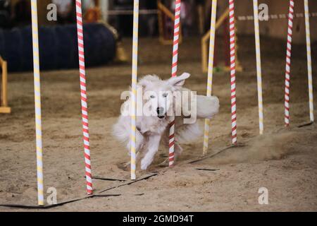 Agility-Wettbewerbe, Sport mit Hund. Zukünftiger Sieger und Champion. Golden Retriever of Light Shade überwindet Slalom mit mehreren vertikalen Stöcken Stockfoto