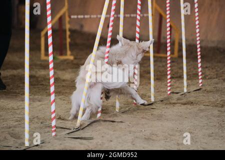 Agility-Wettbewerbe, Sport mit Hund. Zukünftiger Sieger und Champion. Golden Retriever of Light Shade überwindet Slalom mit mehreren vertikalen Stöcken Stockfoto