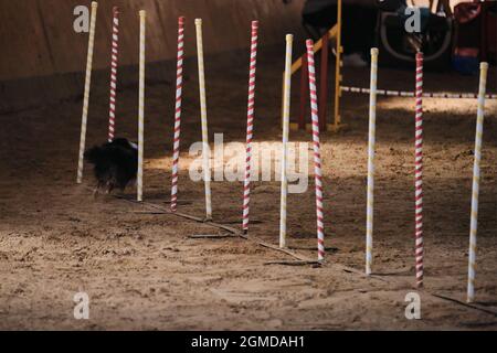 Agility-Wettbewerbe, Sport mit Hund. Zukünftiger Sieger und Champion. Schwarze flauschige Sheltie überwindet Slalom mit mehreren vertikalen Stäben, die herausragen Stockfoto