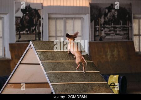 Agility-Wettbewerbe, Sportwettkämpfe mit Hund. Zukünftiger Sieger und Champion. Rothaariger, glatter Zwergdachshund klettert eine spezielle Rutsche für Trai Stockfoto