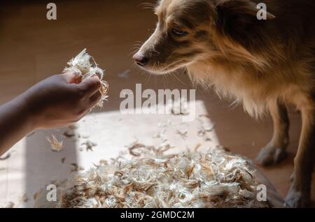 Ungezogener Hund erwischt. Die Hand einer Frau zeigt einem pa Federn Stockfoto