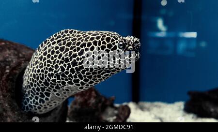 Gymnothorax favagineus oder geschnürte Muränen, die aus ihrem Wasser schwimmen Versteck Stockfoto