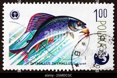 POLEN - UM 1979: Eine in Polen gedruckte Marke zeigt den Grauling, Thymallus Thymallus, eine Süßwasserfischart, um 1979 Stockfoto