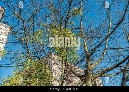 Die parasitäre Pflanze Viscum Album wächst auf einem Baum Stockfoto