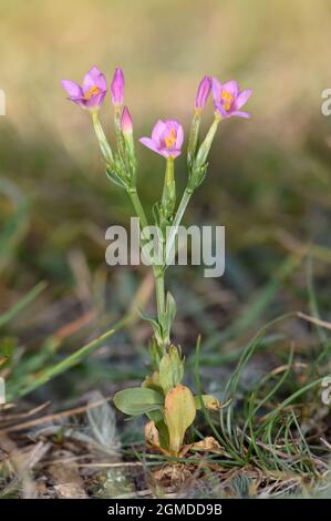 Kleine Centaury - Centaurium pulchellum Stockfoto