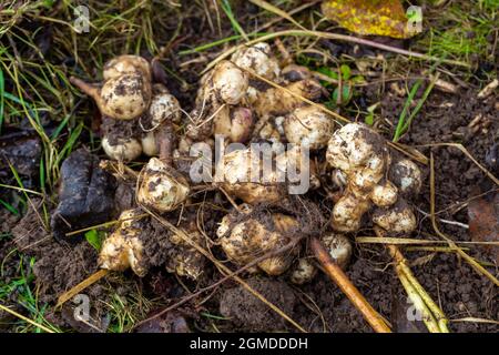 Die Artischockenernte in Jerusalem. Herbst Bio-Gemüsegarten. Stockfoto