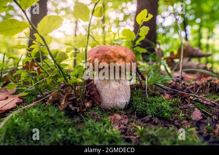 Boletus wächst im Buchenwald. Herbstliche Aromen Stockfoto