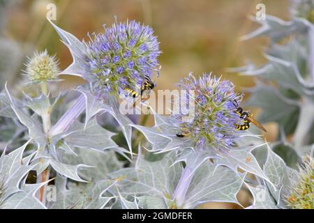 Seetölle - Eryngium maritimum mit Bienenwolf Philanthus triangulum Stockfoto