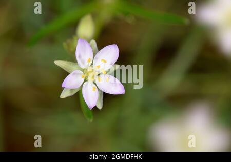 Mehr Meer-Spörgel - Spergularia media Stockfoto