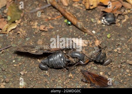 Leiche einer großen braunen Zikade ( Graphiptopsaltria nigrofuscata ), Stadt Isehara, Präfektur Kanagawa, Japan. Die Holzlaus zerlegen sie. Stockfoto