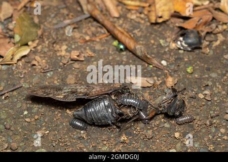 Leiche einer großen braunen Zikade ( Graphiptopsaltria nigrofuscata ), Stadt Isehara, Präfektur Kanagawa, Japan. Die Holzlaus zerlegen sie. Stockfoto