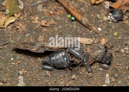 Leiche einer großen braunen Zikade ( Graphiptopsaltria nigrofuscata ), Stadt Isehara, Präfektur Kanagawa, Japan. Die Holzlaus zerlegen sie. Stockfoto