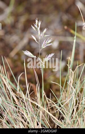 Graues Haargras - Corynephorus canescens Stockfoto