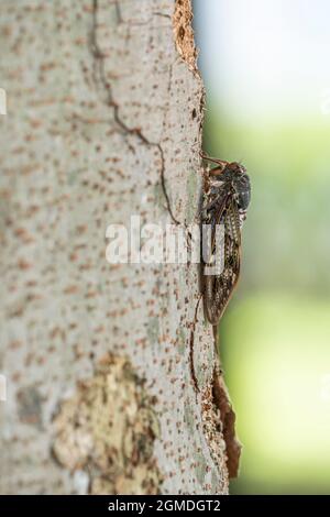 Große braune Zikade ( Graptopsaltria nigrofuscata ), Stadt Isehara, Präfektur Kanagawa, Japan Stockfoto