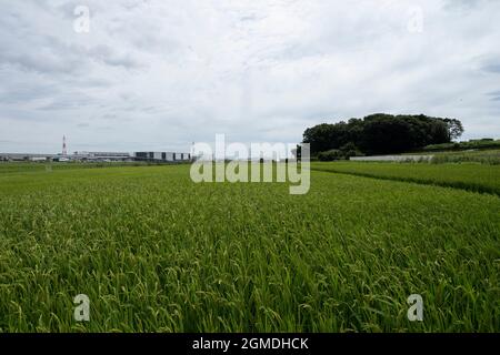 Wolkiger Tag, 22. August 2021 (Sommer), Stadt Isehara, Präfektur Kanagawa, Japan Stockfoto