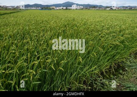 Wolkiger Tag, 22. August 2021 (Sommer), Stadt Isehara, Präfektur Kanagawa, Japan Stockfoto