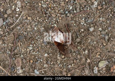 Leiche einer großen braunen Zikade ( Graphiptopsaltria nigrofuscata ), Stadt Isehara, Präfektur Kanagawa, Japan Stockfoto