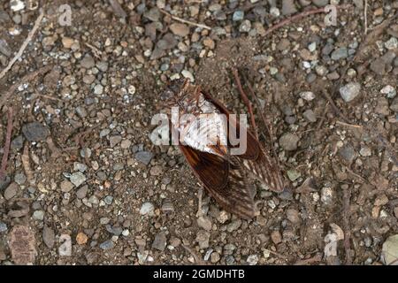 Leiche einer großen braunen Zikade ( Graphiptopsaltria nigrofuscata ), Stadt Isehara, Präfektur Kanagawa, Japan Stockfoto