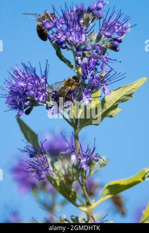 Europäische Honigbiene auf Blue Caryopteris x clandonensis Blume Septemberblüten Stockfoto