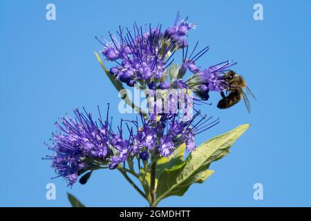 APIs mellifera Europäische Honigbiene auf Blume Caryopteris clandonensis Stockfoto