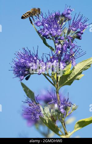 APIs mellifera Honigbiene fliegt zur Blauen Nebel-Spiraea Blauer Caryopteris clandonensis-Blüte Stockfoto