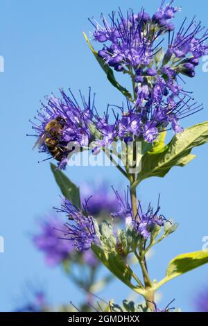 Honigbiene (APIs melifera), die Nektar auf der Blume Caryopteris clandonensis nimmt Stockfoto