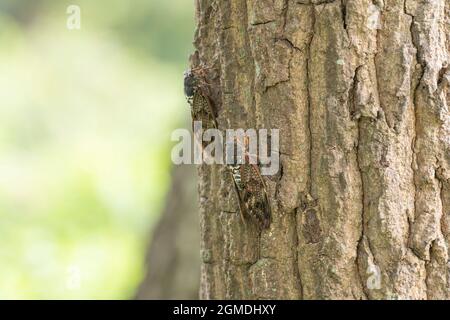 Große braune Zikade ( Graptopsaltria nigrofuscata ), Stadt Isehara, Präfektur Kanagawa, Japan Stockfoto