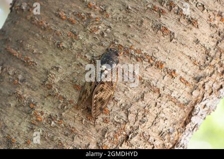 Große braune Zikade ( Graptopsaltria nigrofuscata ), Stadt Isehara, Präfektur Kanagawa, Japan Stockfoto