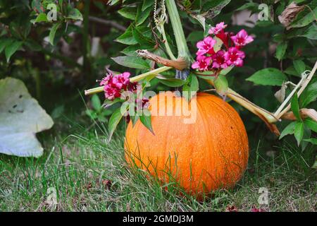 Orangefarbener Kürbis auf Gartengras im Frühherbst. Wachstum der bunten Cucurbita Pepo auf dem Boden. Stockfoto