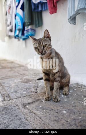 Griechische junge Katze in der Lindos Straße. Schönes Feral Tier in Griechenland. Entzückendes, streunendes Kätzchen auf Rhodos. Stockfoto