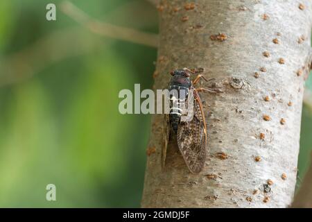 Große braune Zikade ( Graptopsaltria nigrofuscata ), Stadt Isehara, Präfektur Kanagawa, Japan Stockfoto