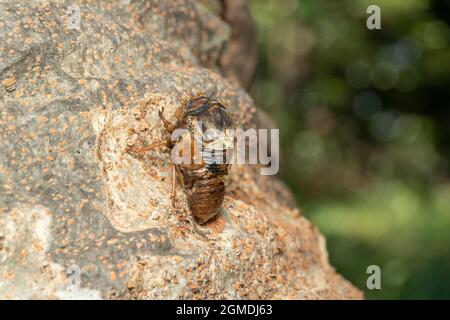 Tote Larve großer brauner Cicada ( Graphiptopsaltria nigrofuscata ), Stadt Isehara, Präfektur Kanagawa, Japan. Es konnte nicht entstehen. Stockfoto