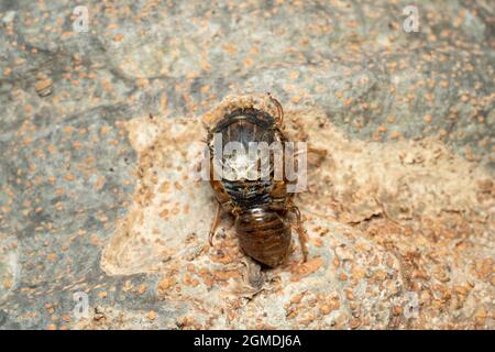 Tote Larve großer brauner Cicada ( Graphiptopsaltria nigrofuscata ), Stadt Isehara, Präfektur Kanagawa, Japan. Es konnte nicht entstehen. Stockfoto