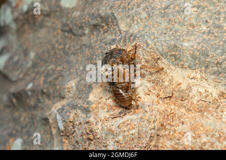 Tote Larve großer brauner Cicada ( Graphiptopsaltria nigrofuscata ), Stadt Isehara, Präfektur Kanagawa, Japan. Es konnte nicht entstehen. Stockfoto